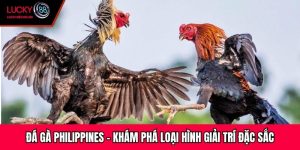 Đá Gà Philippines - Khám Phá Loại Hình Giải Trí Đặc Sắc